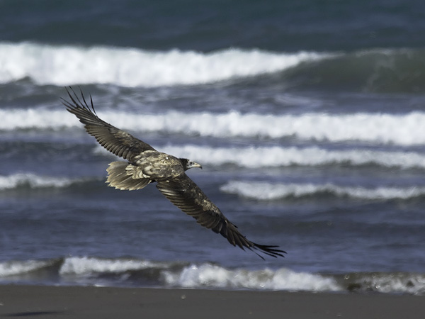 Pikkukorppikotka, Egyptian Vulture, Neophron percnopterus